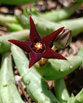 Orbea doddsiae 6 Seeds