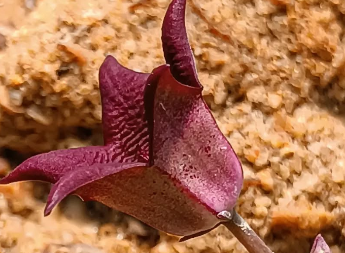 Tromotriche baylissii 5 Seeds