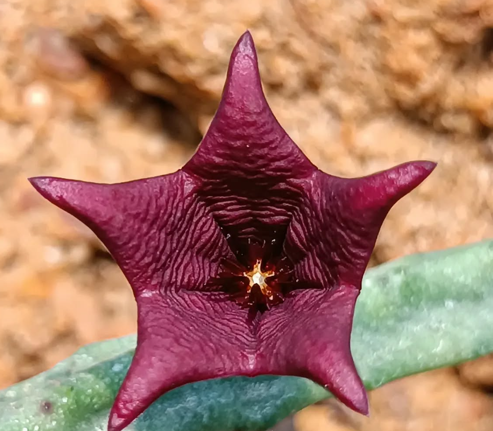 Tromotriche baylissii 5 Seeds