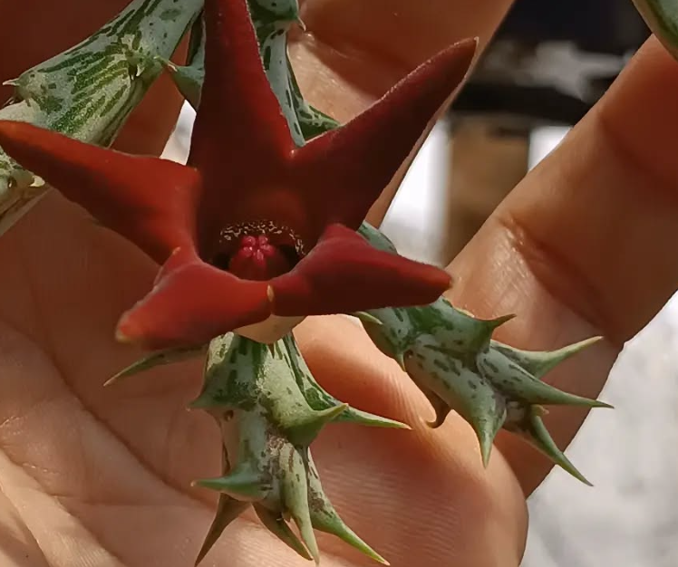 Orbea deflersiana 6 Seeds
