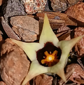 Ophionella arcuata ssp mirkinii 6 Seeds
