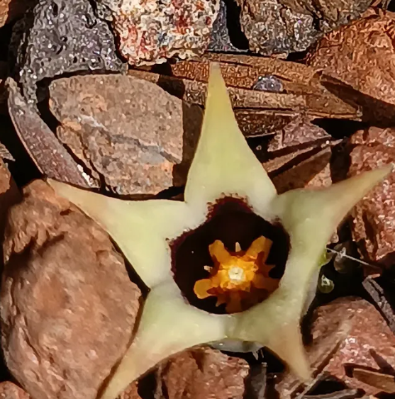 Ophionella arcuata ssp mirkinii 6 Seeds