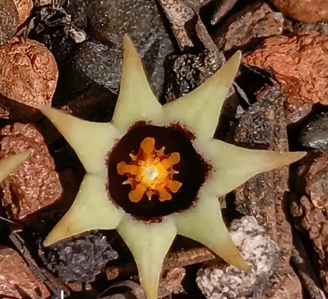 Ophionella arcuata ssp mirkinii 6 Seeds