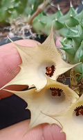 Huernia 'Solar' 5 Seeds