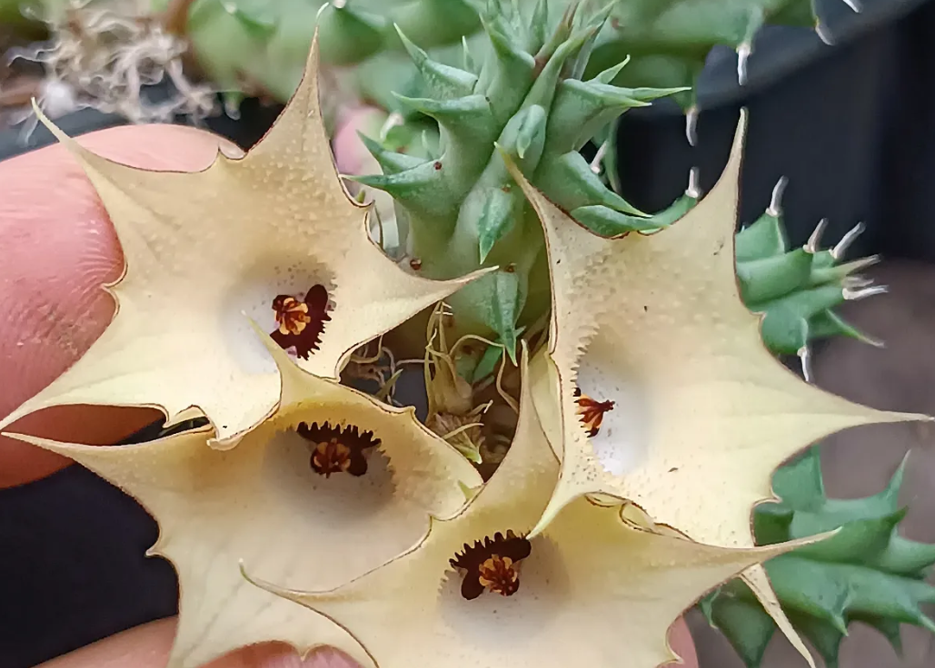 Huernia 'Solar' 5 Seeds