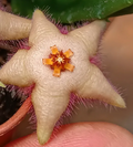 Stapelia paniculata x Stapelia divaricata 7 Seeds