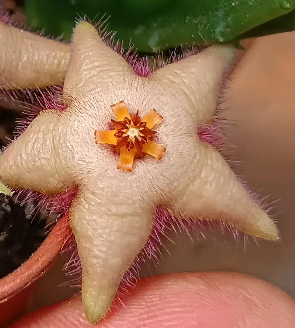 Stapelia paniculata x Stapelia divaricata 7 Seeds