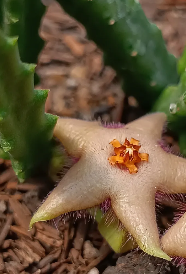 Stapelia paniculata x Stapelia divaricata 7 Seeds
