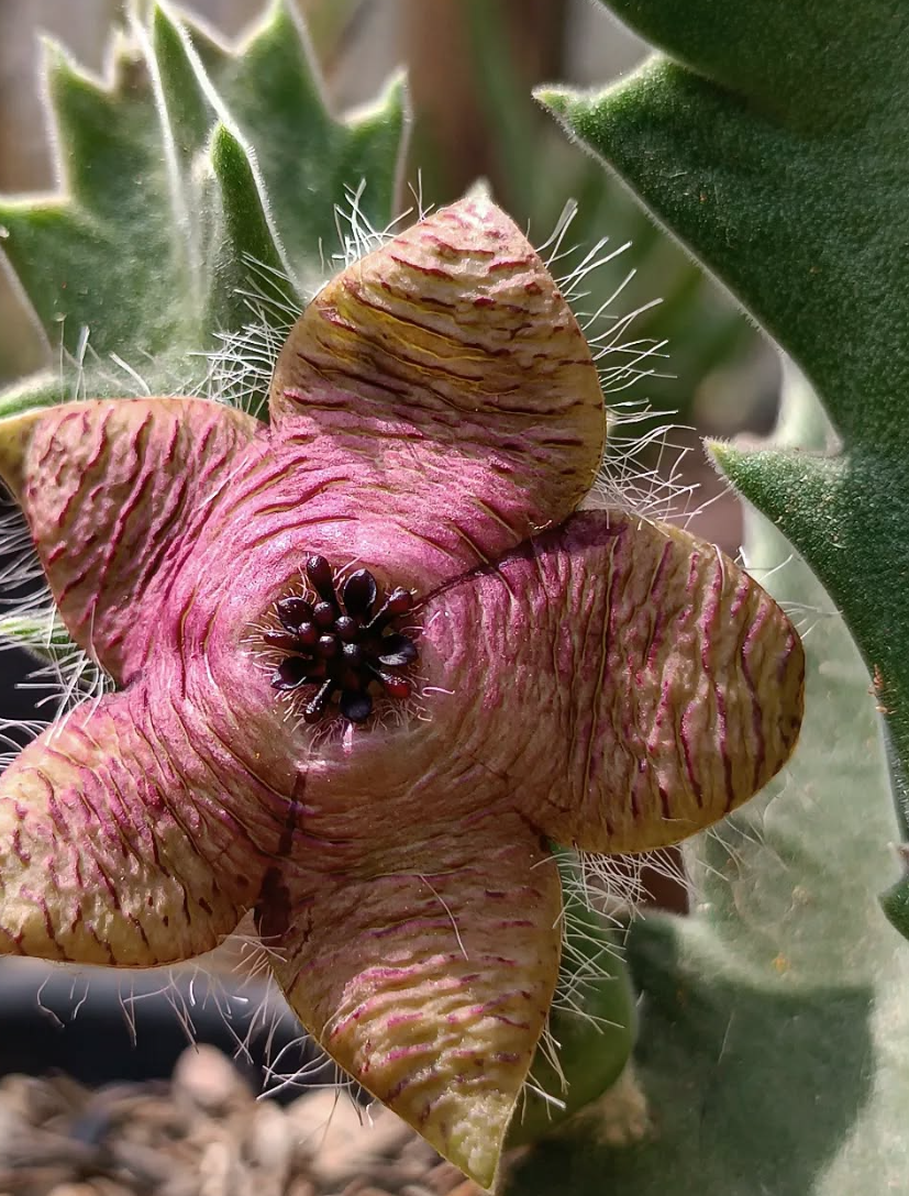 Stapelia clavicorona 5 Seeds