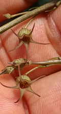 Caralluma edulis 5 Seeds