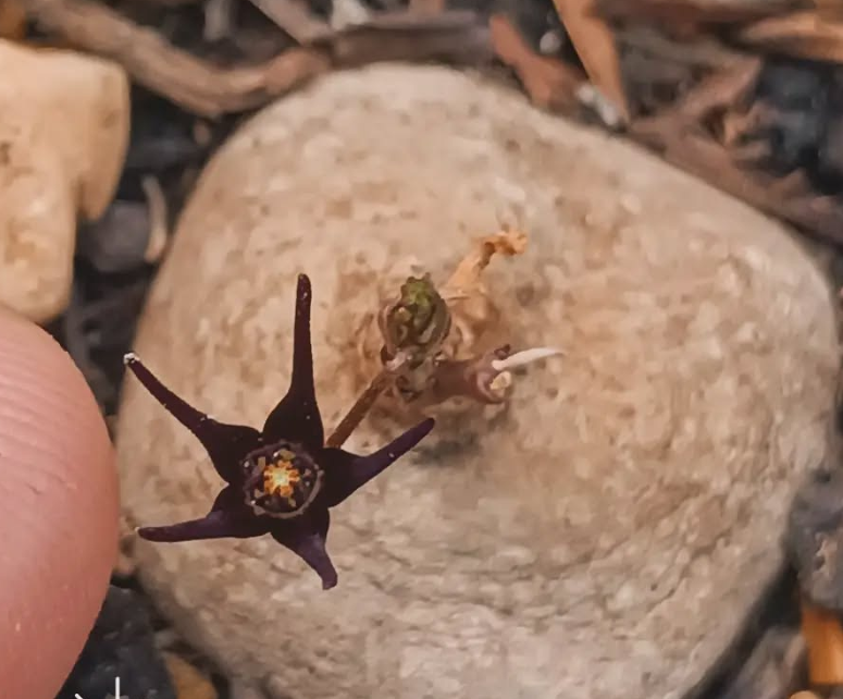 Brachystelma sp. (Black) 4 Seeds