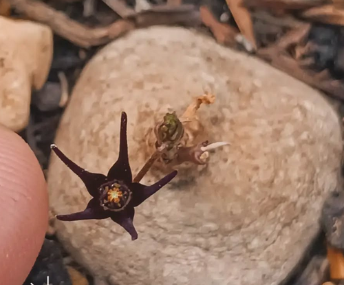 Brachystelma sp. (Black) 4 Seeds