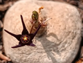 Brachystelma sp. (Black) 4 Seeds