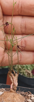 Brachystelma sp. (brown) 4 Seeds