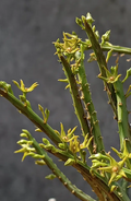 Caralluma sarkarie 5 Seeds