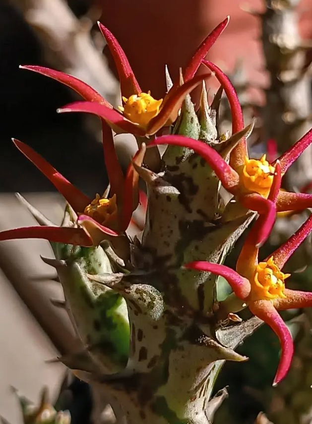 Orbea laikipiensis 6 Seeds