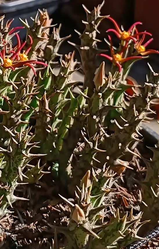 Orbea laikipiensis 6 Seeds