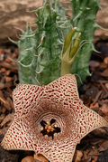 Huernia lodarensis  5 Seeds