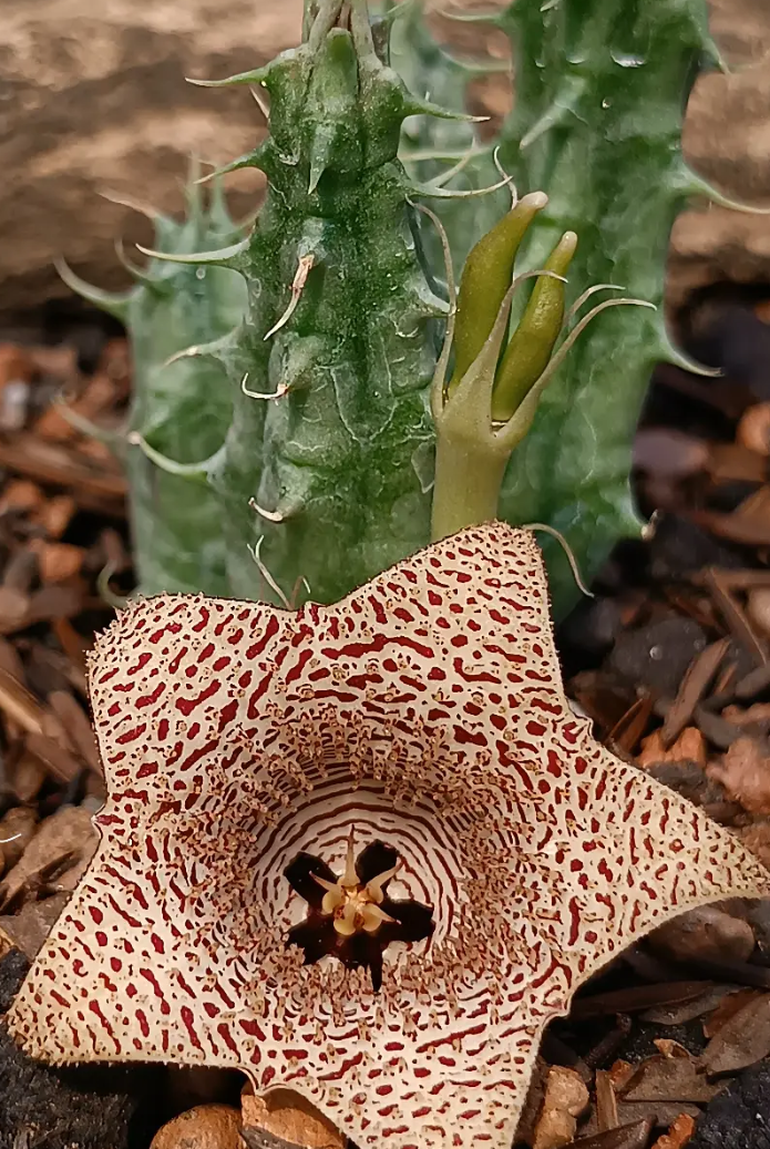 Huernia lodarensis  5 Seeds