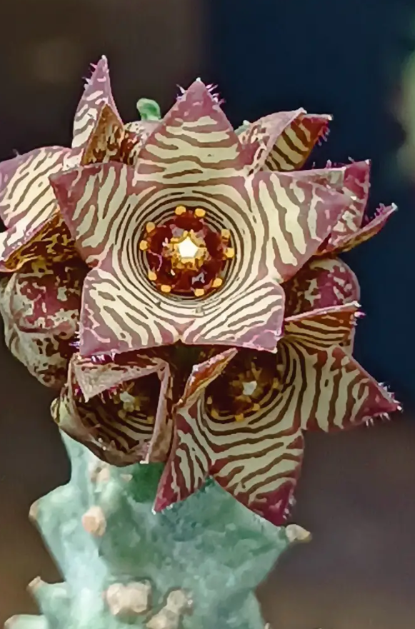 Caralluma europea 5 Seeds