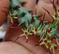 Orbea luntii 6 Seeds