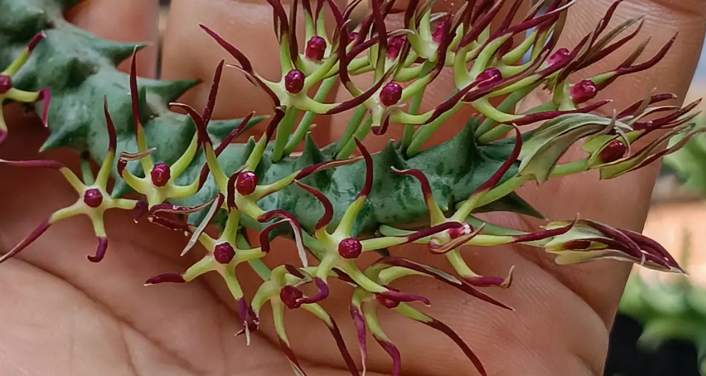Orbea luntii 6 Seeds