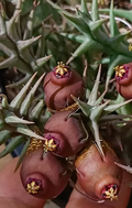 Orbea umbracula 6 Seeds