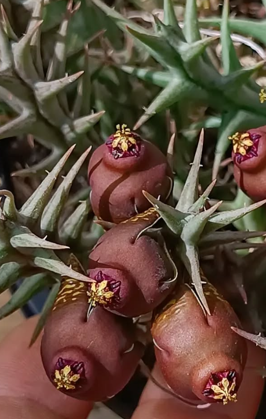 Orbea umbracula 6 Seeds