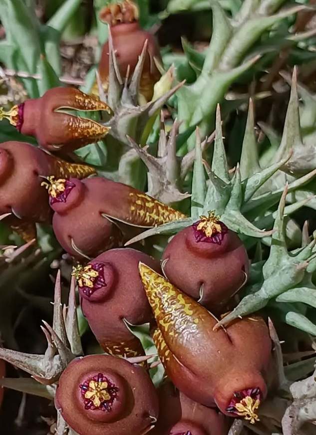 Orbea umbracula 6 Seeds