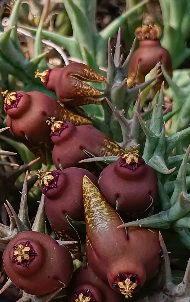 Orbea umbracula 6 Seeds