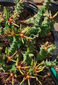Orbea wissmanii var. eremastrum 6 Seeds