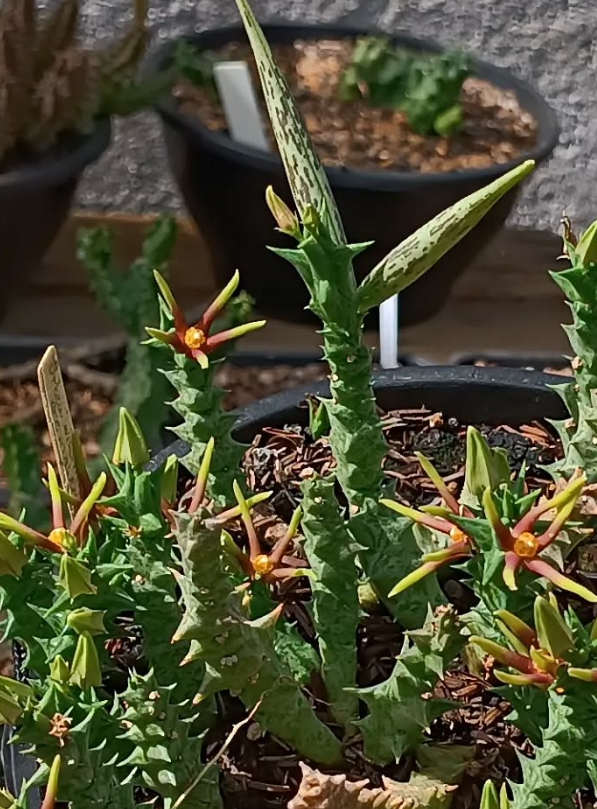 Orbea wissmanii var. eremastrum 6 Seeds