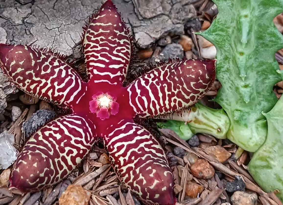 Orbea maculata ssp. rangeana 6 Seeds