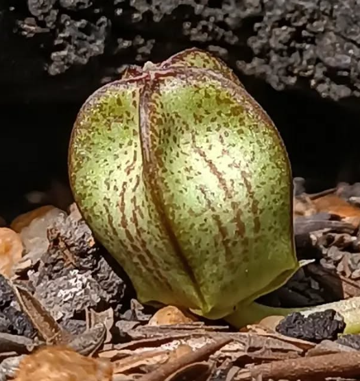 Orbea maculata ssp. rangeana 6 Seeds