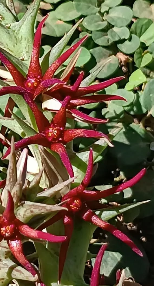 Orbea baldratii ssp baldratii 6 Seeds