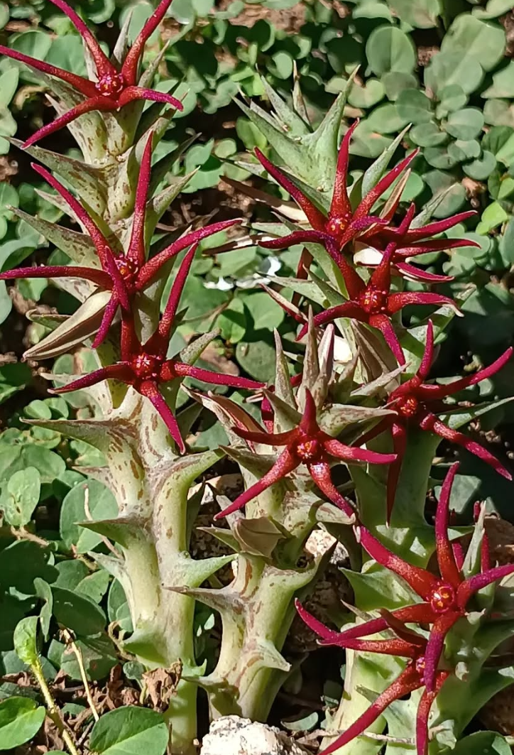 Orbea baldratii ssp baldratii 6 Seeds
