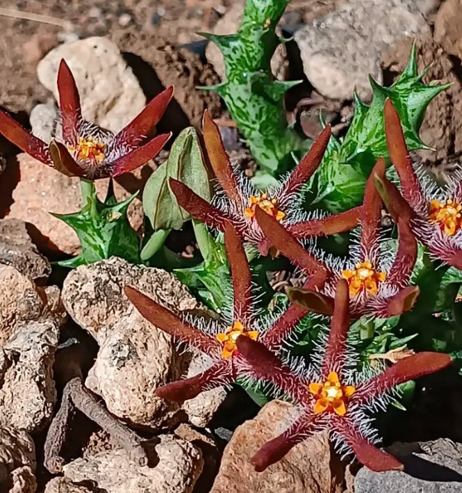 Orbea chrysostephana 7 Seeds