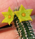 Echidnopsis chrysantha 5 Seeds