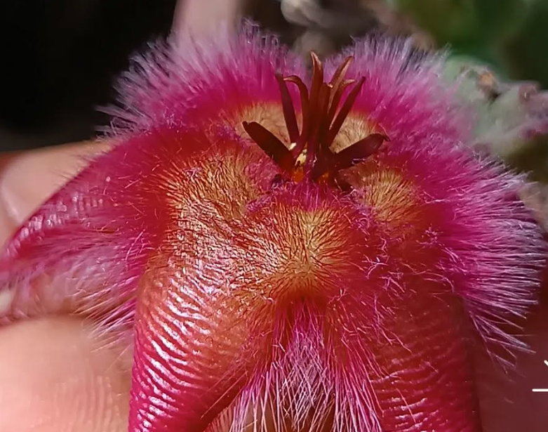 Stapelia hirsuta var gariepensis 5 Seeds