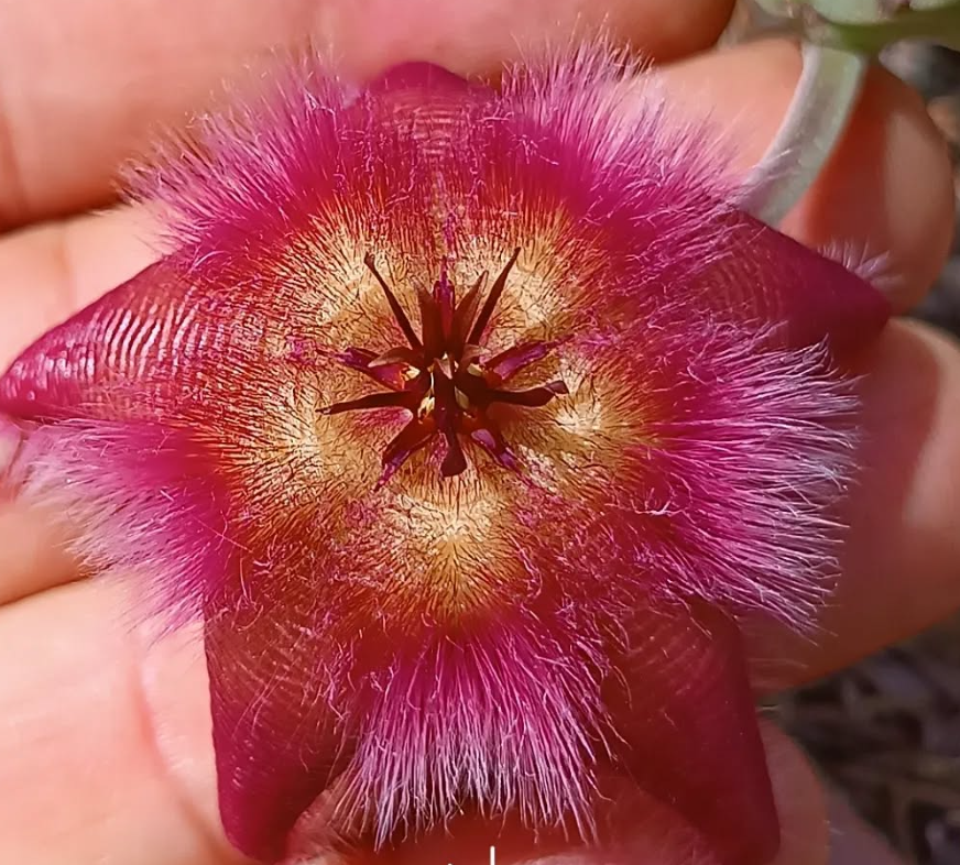 Stapelia hirsuta var gariepensis 5 Seeds