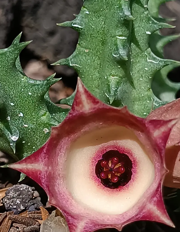 Huernia 'Beauty' 5 Seeds