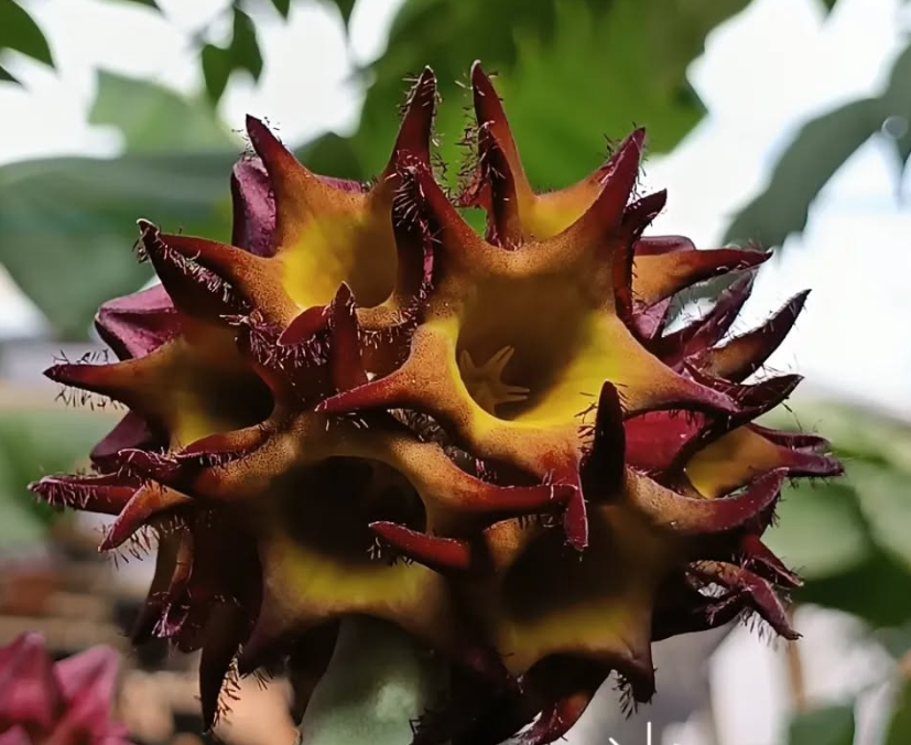 Caralluma speciosa aka Desmidorchis 5 Seeds