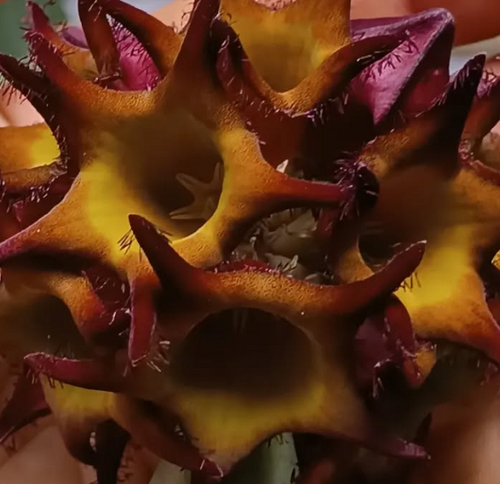 Caralluma speciosa aka Desmidorchis 5 Seeds