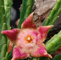 Stapelia divaricata (pink form) 7 Seeds