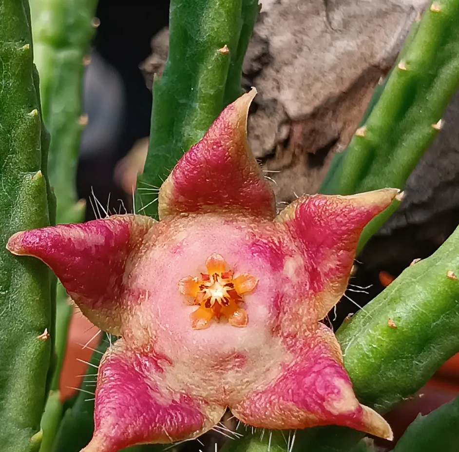 Stapelia divaricata (pink form) 7 Seeds