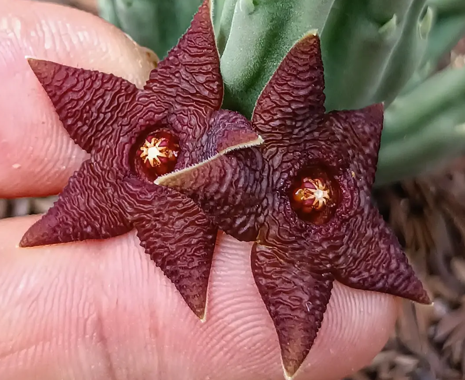 Stapelia kwebensis 7 Seeds