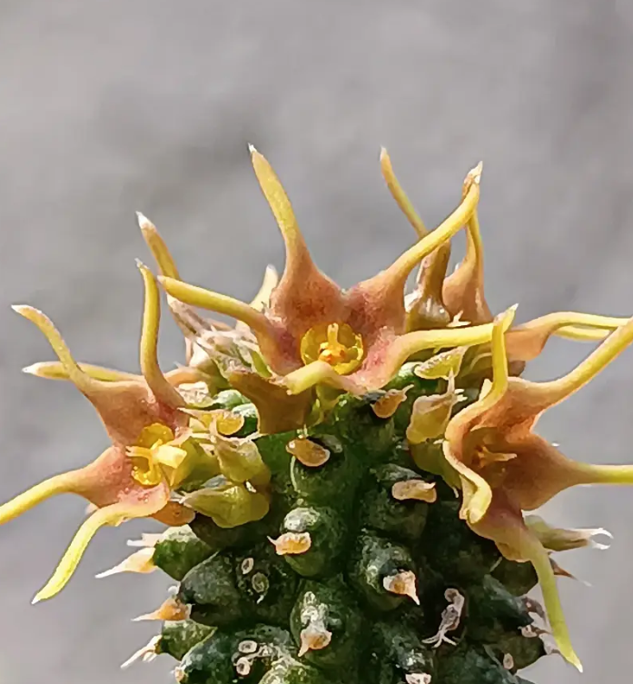 Echidnopsis angustiloba 5 Seeds