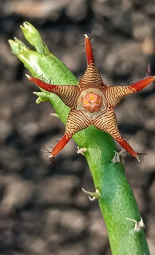 Caralluma stalagmifera X adscendens var. fimbriata 5 Seeds