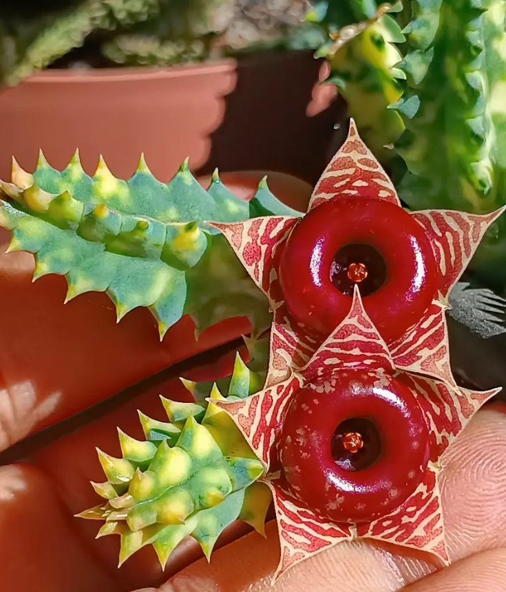 Huernia zebrina ssp. Insigniflora 5 Seeds