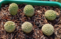 Pseudolithos migiurtinus 5 Seeds